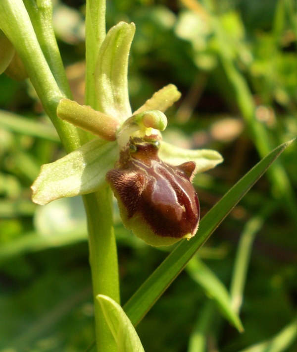 Tutte Ophrys sphegodes?